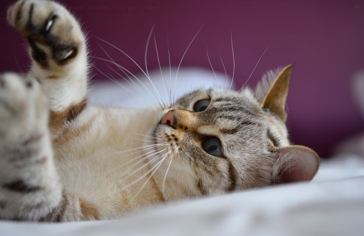 Ваша кошка заскучала? Специалисты назвали 4 простых способа ее порадовать Ваша кошка заскучала? Специалисты назвали 4 простых способа ее порадовать