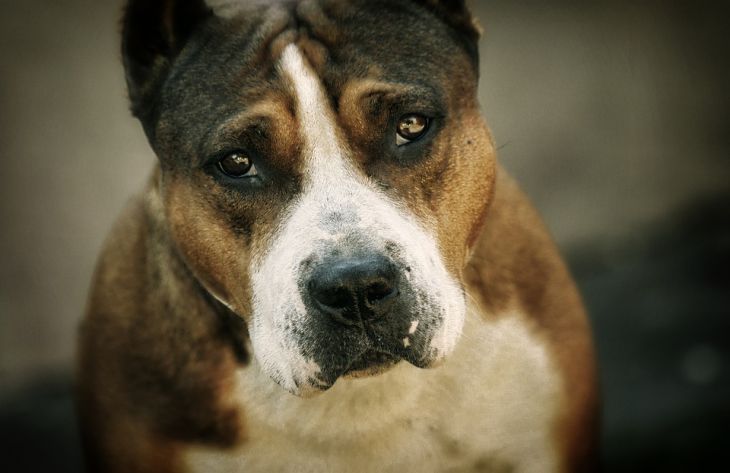 Собаки каких пород чаще всего нападают на своих хозяев: эксперт составила список