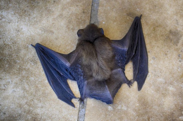 Ученые выяснили, что делает организм летучих мышей устойчивым к опасным вирусам