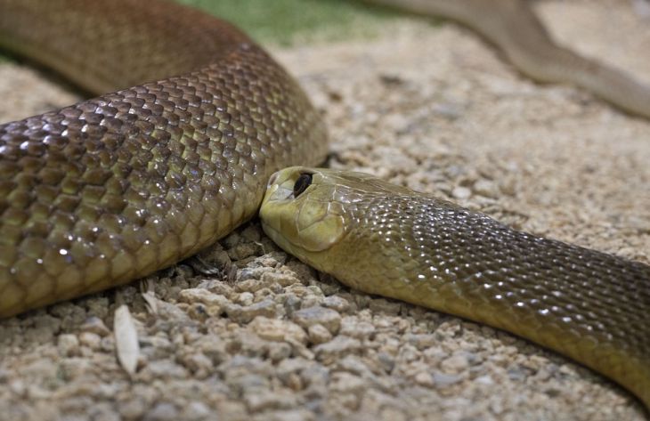 Ее яд способен убить 100 человек: ученые назвали самую опасную змею в мире