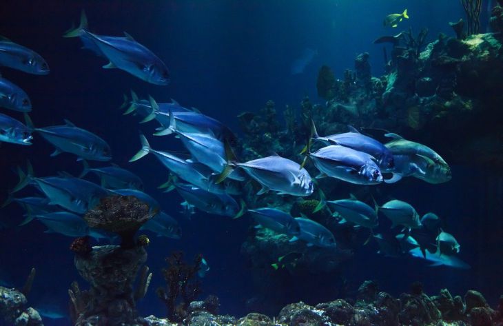 Как правильно ухаживать за аквариумом: советы специалиста