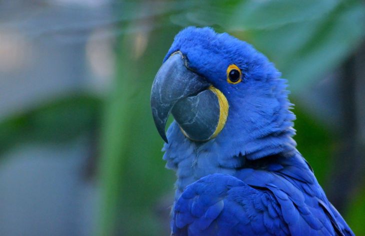Орнитологи назвали самый редкий вид попугаев, который практически не встречается в дикой природе