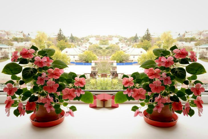 Рецепты натуральных подкормок для домашних цветов из подручных продуктов