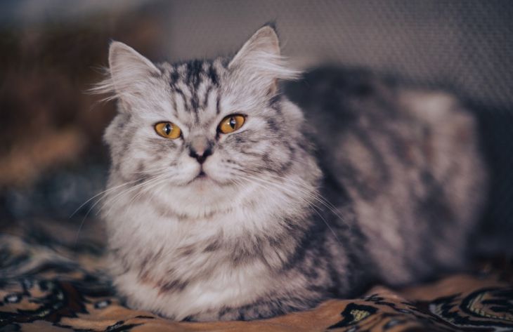 Зоологи назвали 3 ошибки человека, из-за которых не получается подружиться с кошкой