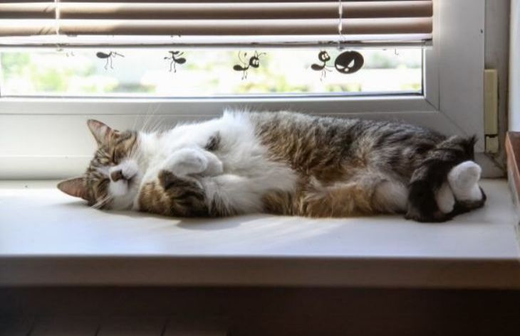 Стоит ли разрешать кошке спать на батарее? Мнение специалистов