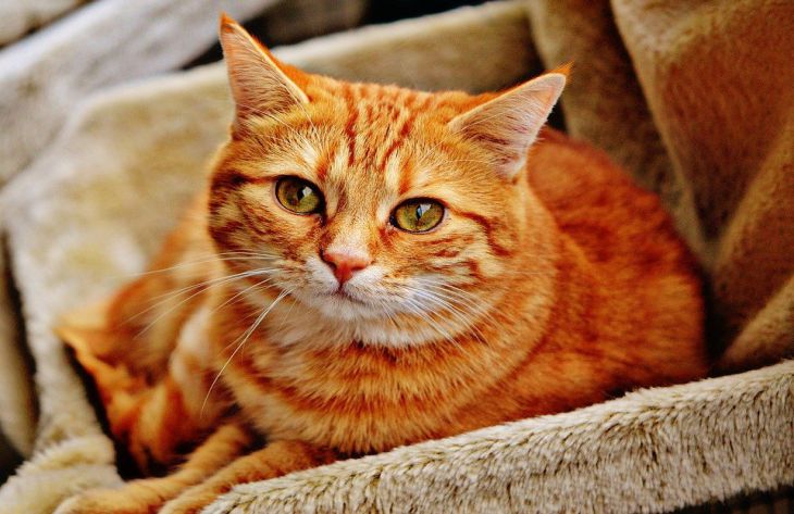 Специалисты перечислили 3 неожиданных признака стресса у кошек