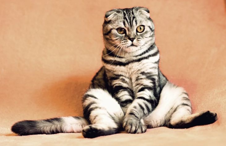 Почему кошка не хочет быть ласковой: специалисты перечислили 5 причин