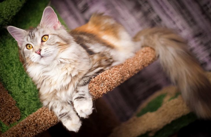Специалисты дали 4 полезных совета для владельцев кошек