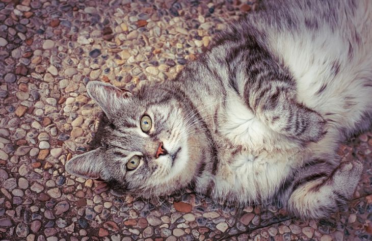 Ученые объяснили, почему кошки любят валяться на спине