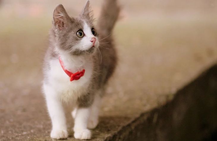 3 трудности, с которыми приходится сталкиваться владельцам кошек