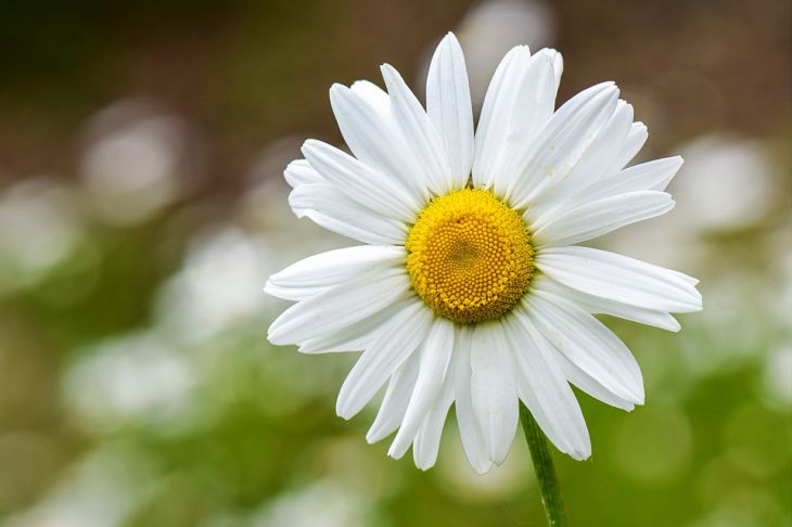 Знаки зодиака, желания которых сбудутся в 2021 году Знаки зодиака, желания которых сбудутся в 2021 году