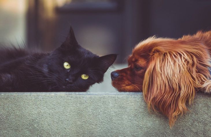 Почему кошки и собаки ходят за вами по пятам: зоологи назвали 5 причин