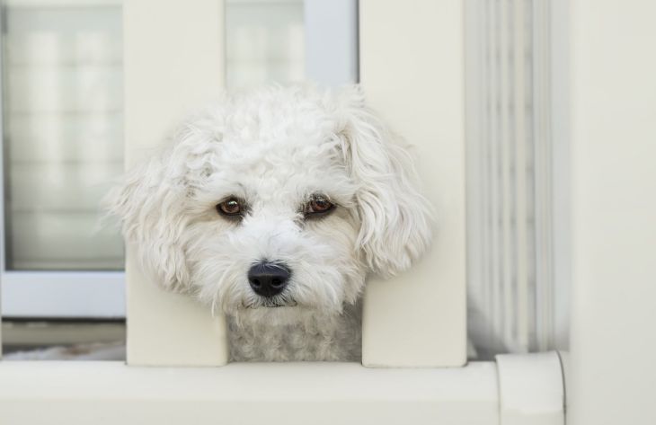 Почему собака выглядит грустной: специалисты назвали 3 причины