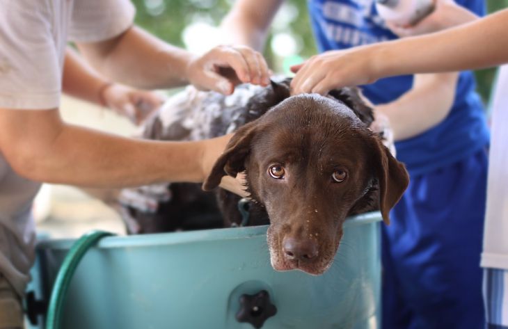 Как правильно мыть собаку: 5 нюансов, о которых многие забывают