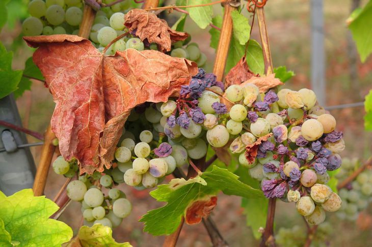 Как Обрезать Виноград Осенью Фото