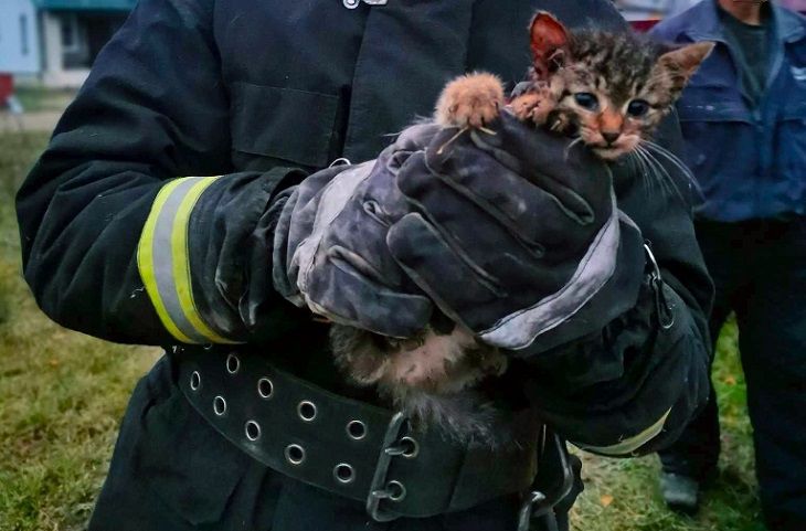 Кошечки спасают. МЧС спасают котенка. Спасли кота. МЧС спас котенка.