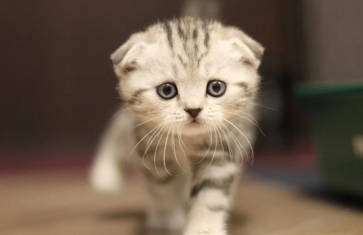 Почему ребенку стоит подарить кошку: специалисты назвали главные причины