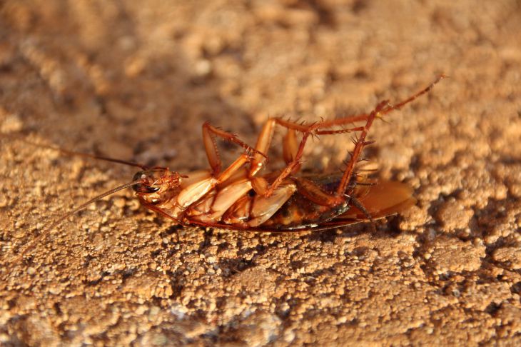 Вот какая опасность угрожает человечеству в случае полного исчезновения тараканов