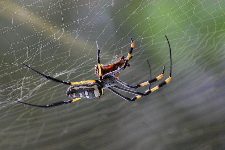 Можно ли убивать пауков, живущих в доме? Вот что говорят ученые