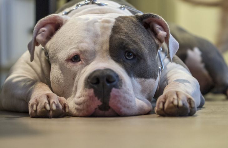 Кинологи перечислили 5 признаков собаки, которая на самом деле может напасть на человека