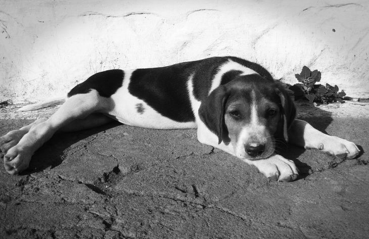 Эксперт рассказала, болеют ли животные коронавирусом