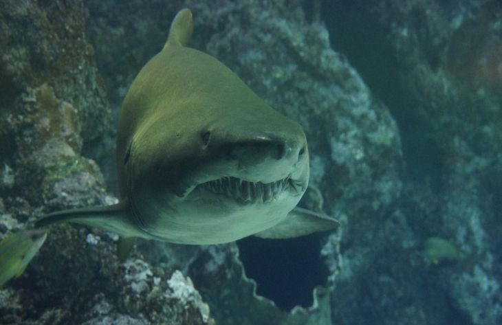 Ученые назвали самый агрессивный вид акулы