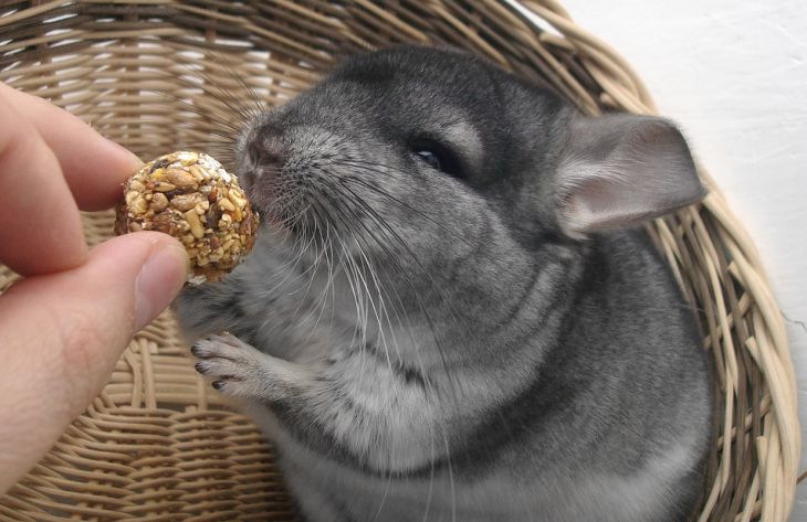 Зооинженер перечислила интересные факты о шиншиллах, о которых мало кто знает