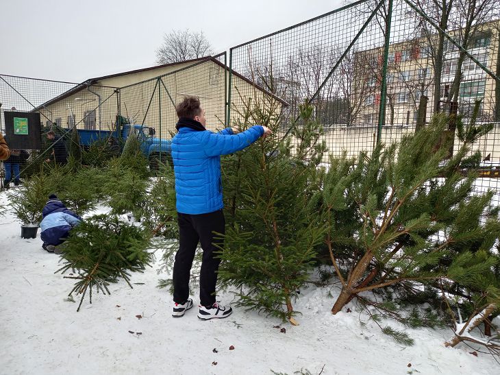 За сколько можно купить новогодние деревья на елочных базарах в Минске