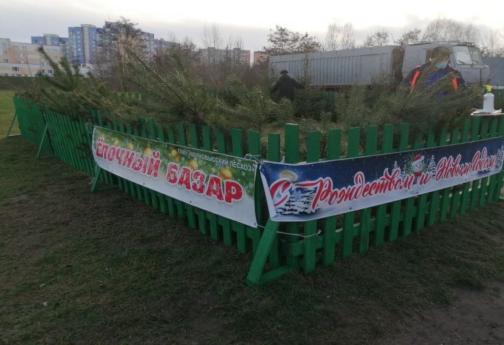 «Живые и пушистые!» Интервью с елочных базаров Гродно «Живые и пушистые!» Интервью с елочных базаров Гродно