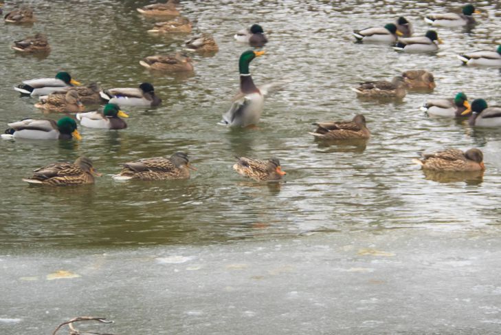 Прорыв канализационного коллектора. В Орше сточные воды попали в Днепр