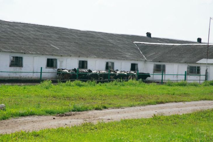 Прокурорский надзор за соблюдением законодательства об идентификации сельскохозяйственных животных (стад)