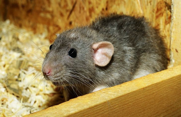 Специалист перечислила интересные факты о домашних крысах