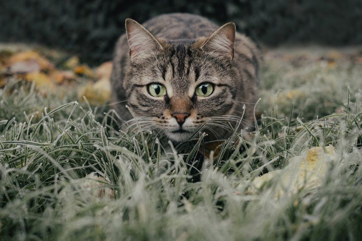 Каким кошкам не нужно стричь когти: объясняют специалисты Каким кошкам не нужно стричь когти: объясняют специалисты