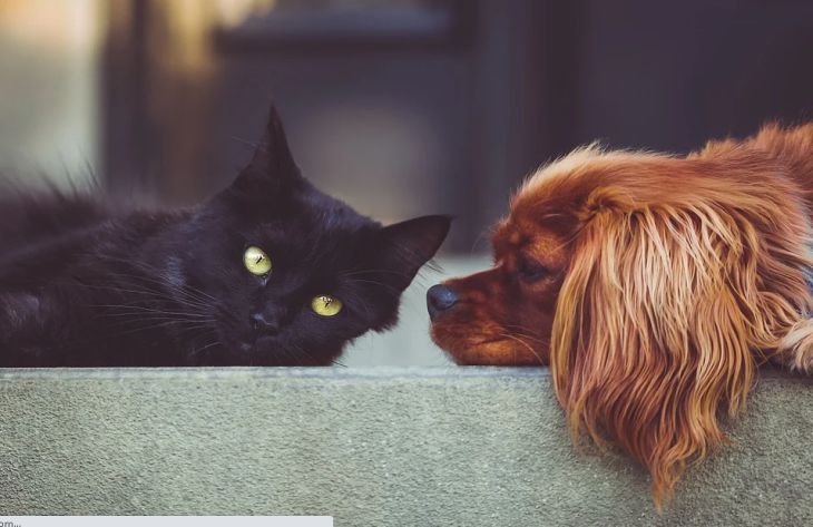 Как подружить кошку и собаку: специалисты назвали простой способ