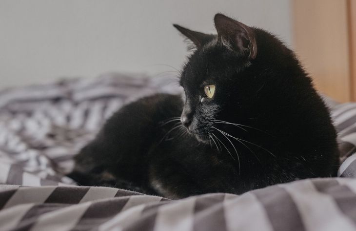 Специалисты рассказали, почему нам снятся кошки и что это означает