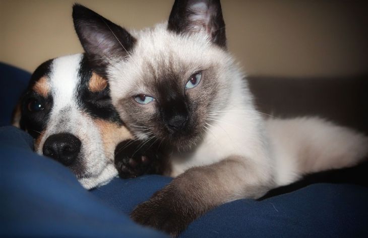 Как кошки и собаки влияют на людей: выводы ученых Как кошки и собаки влияют на людей: выводы ученых