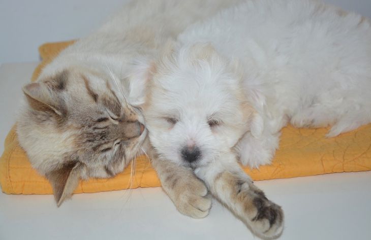 Почему собака ревнует к кошке: ученые нашли простое объяснение