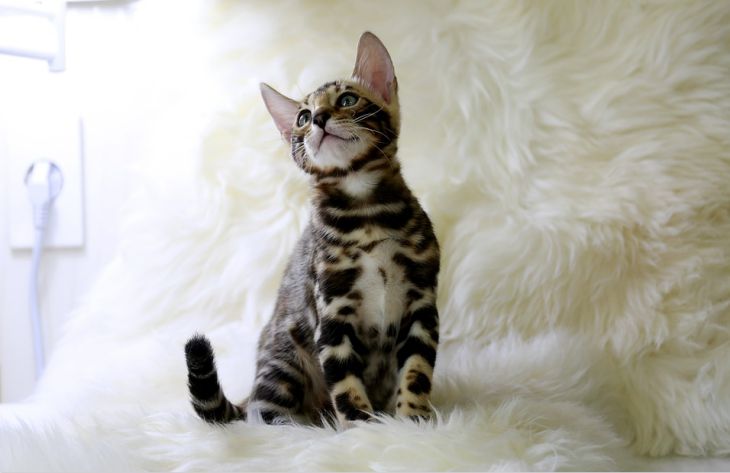 Почему кошка не хочет сидеть на руках у хозяина: эксперты назвали возможные причины Почему кошка не хочет сидеть на руках у хозяина: эксперты назвали возможные причины