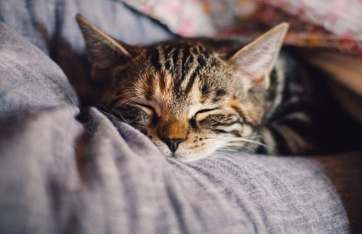 Ученые объяснили, почему кошки трутся о ноги человека: вы удивитесь