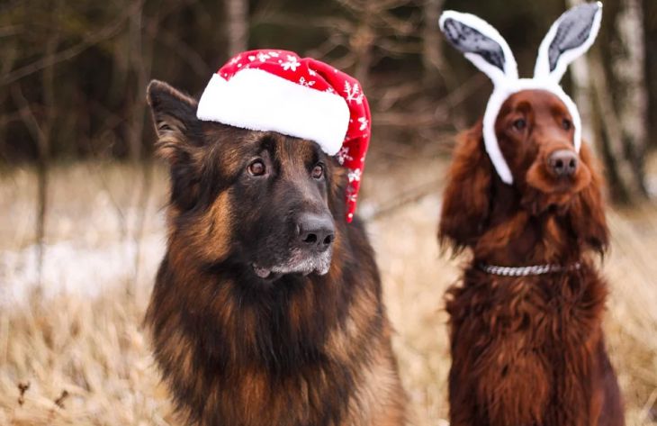 Как защитить собаку во время новогодних праздников: советы специалиста