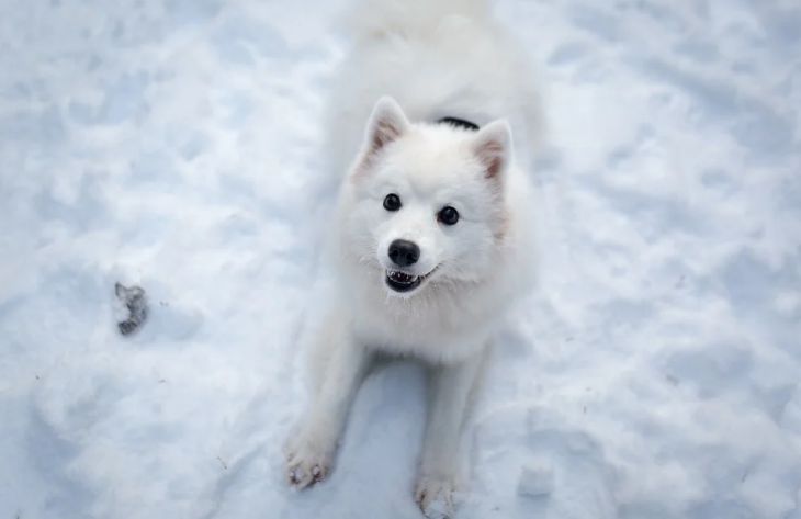 Как позаботиться о здоровье собаки в холода: советы специалиста