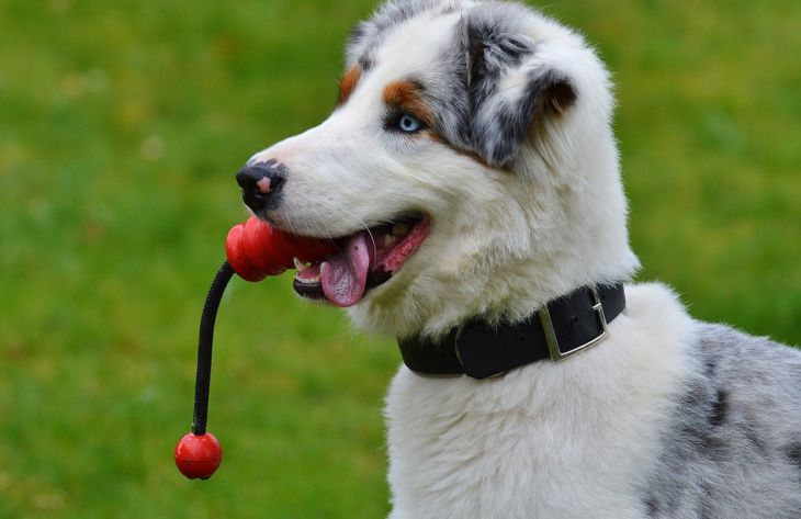 Какие 3 ошибки люди чаще всего совершают во время игры с собакой