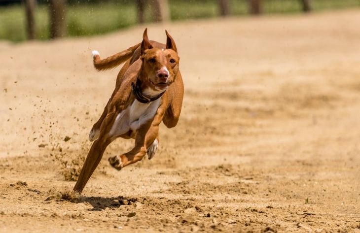 Почему никогда не стоит убегать от собаки: объяснение специалистов