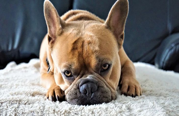 Как правильно стричь когти собаке: советы специалиста