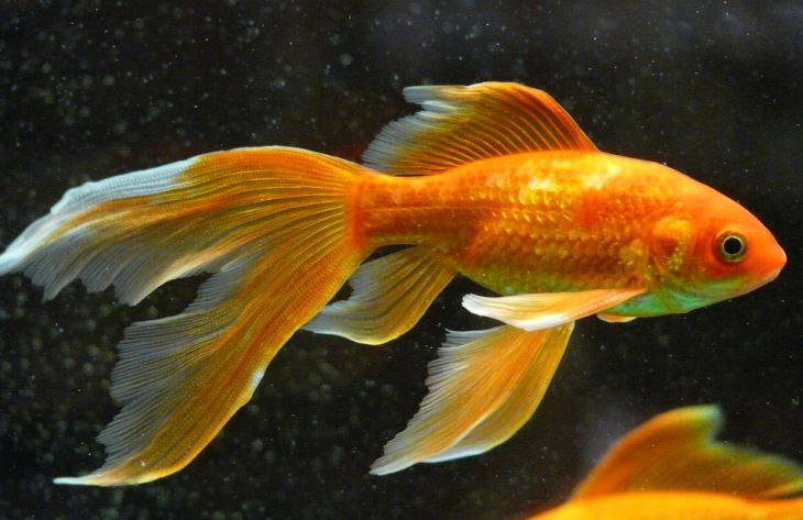 Какой вид рыбок сможет принести удачу в дом: специалист раскрыла секрет