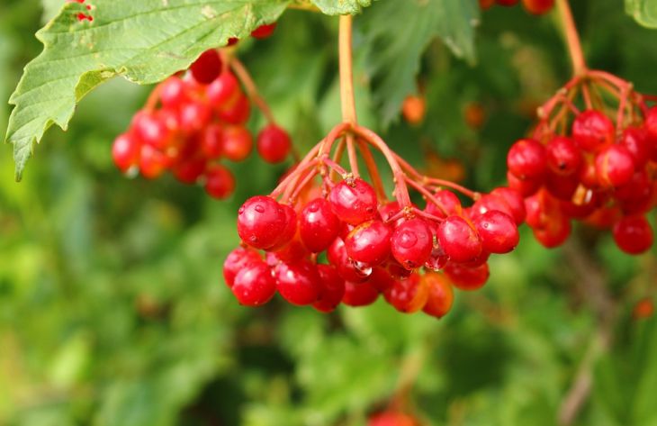 Какими целебными свойствами обладает калина: мнение медиков