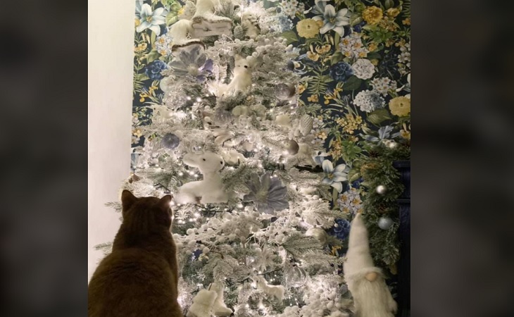 Пользователи Сети пытаются найти котенка, затаившегося на рождественской елке: попробуйте и вы 