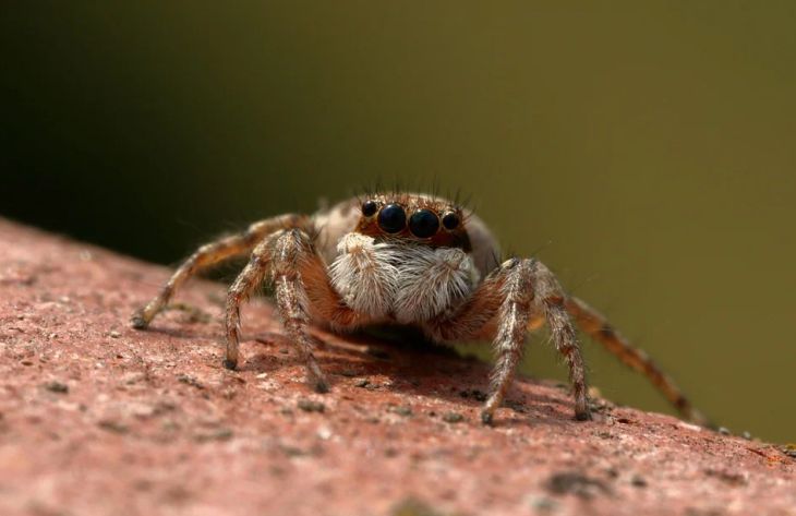 Встреча с ними смертельно опасна: ученые перечислили самых ядовитых пауков планеты