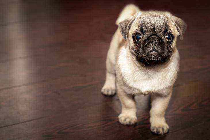 Какие 4 современных гаджета для собаки можно купить, чтобы это принесло пользу Какие 4 современных гаджета для собаки можно купить, чтобы это принесло пользу