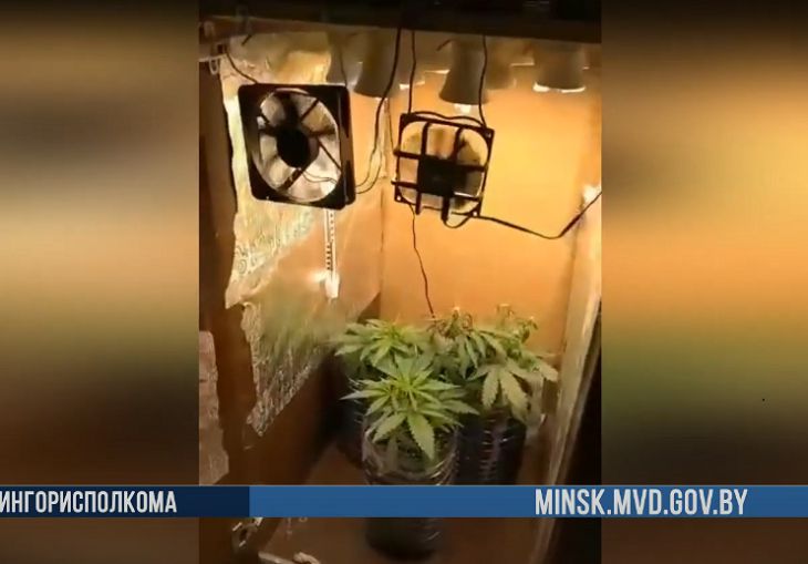 В Минском районе 27-летний парень соорудил в шкафу лабораторию по выращиванию конопли